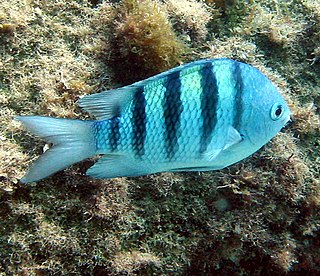 Sergeant major (fish) Species of fish