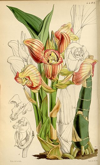 <i>Acanthophippium</i> Genus of orchids