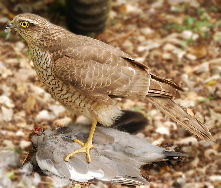 File:Accipiter nisus -England -immature with kill-8.jpg