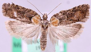 <i>Acleris abietana</i> Species of moth