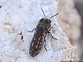 Acmaeoderella adspersula (Illiger, 1803)