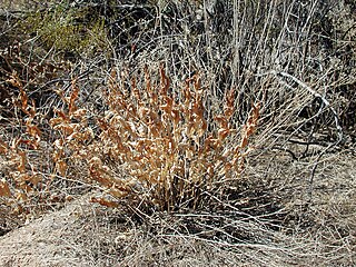 <i>Acourtia wrightii</i> Species of flowering plant