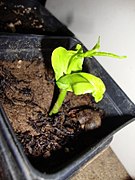 Plantula creciendo de Adansonia grandidieri.