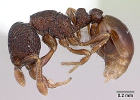 Adelomyrmex betoi