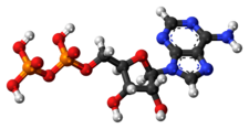 Adenosiini-difosfaatti-3D-pallot.png