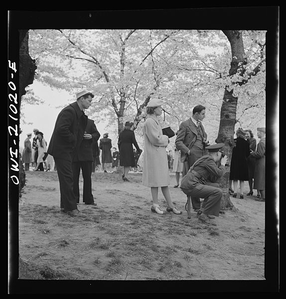 File:Admiring the cherry blossoms 8d27137v.jpg