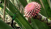 Aechmea multiflora.jpeg