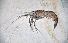 Aeger tipularius (fossile Garnele) Solnhofen Limestone.jpg