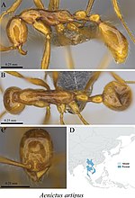 Miniatura para Aenictus artipus