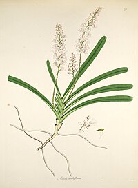 Aerides multiflora as: Aerides multiflorum vol. 3 plate 271 in: William Roxburgh: Plants of the coast of Coromandel (1819)