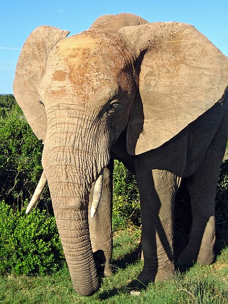 File:African Elephant.jpg