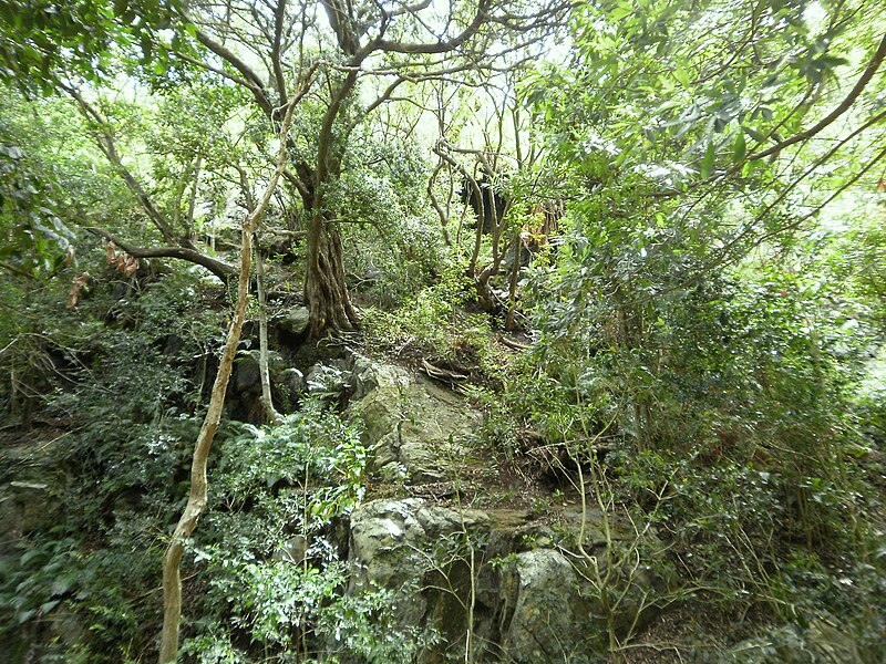 File:Afrotemperate forest western cape south africa.JPG