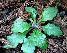 Ajuga Japan.jpg-ni buzadi