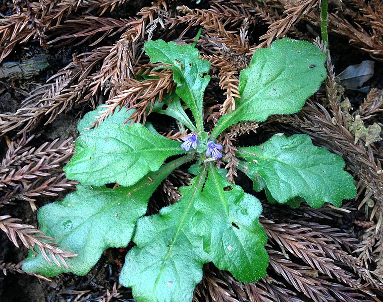 File:Ajuga decumbens Japan.jpg