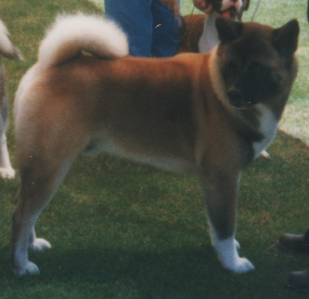 File:Akita male.png