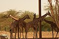 Al Ain Zoo Giraffe.JPG