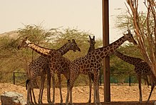 Nubian giraffe (Giraffa camelopardalis camelopardalis) Al Ain Zoo Giraffe.JPG