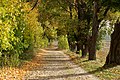 * Nomination Alley of maple trees, Złoty Potok, Silesian Voivodeship, Poland --Jakubhal 15:46, 17 October 2022 (UTC) * Promotion  Support Good quality. --Palauenc05 15:58, 17 October 2022 (UTC)