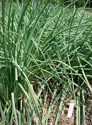 <i>Allium chinense</i> Species of Allium