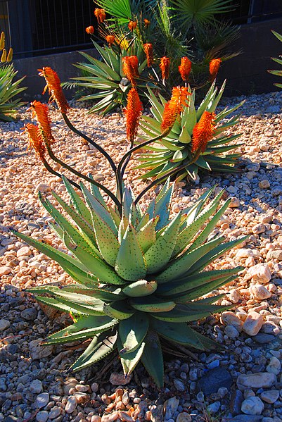 File:Aloe Ferox Windhoek Namibia.jpg