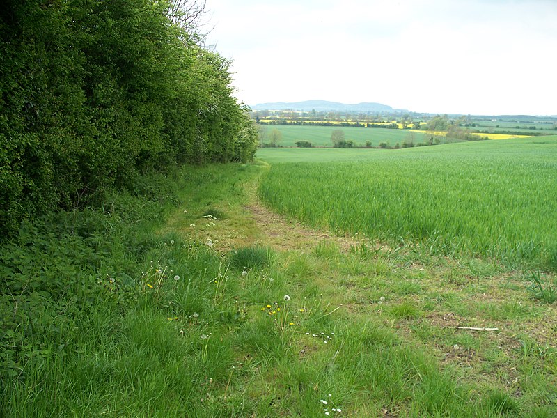 File:Along the field edge - geograph.org.uk - 1914365.jpg