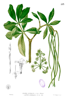 Alstonia scholaris Blanco1.113.png