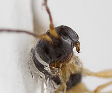 Head of an Alysiinae wasp. The exodont mandibles are visible. Alysiinae 1 (16502314758).jpg