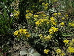 Alyssum alpestre Alpen-Steinkraut. 
 JPG