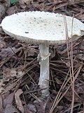 Thumbnail for File:Amanita cokeri 52268.jpg