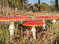 * Nomination Amanita muscaria mushrooms --Uberprutser 22:43, 17 November 2014 (UTC) * Decline Not a good framing, with the left mushroom cropped. The exposure solution seems not to be the best, with a shuuter speed of 1/400 an aperture of F6.3. A better dof could be obtained with a smaller aperture. Alvesgaspar 22:30, 18 November 2014 (UTC)