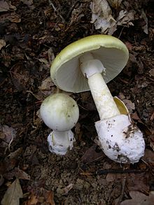Two light yellow-green mushrooms with stems and caps, one smaller and still in the ground, the larger one pulled out and laid beside the other to show its bulbous stem with a ring