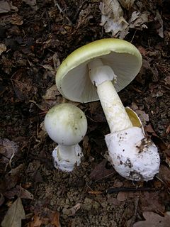 <i>Amanita phalloides</i> Poisonous mushroom (death cap)