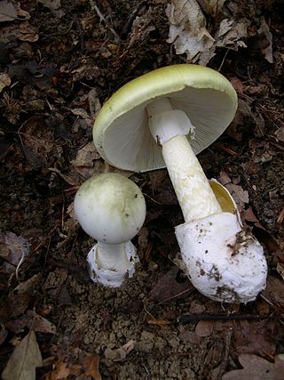 <span class="mw-page-title-main">Mushroom poisoning</span> Harmful effects from ingestion of toxic substances present in a mushroom