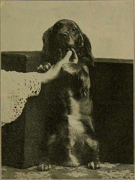 File:Amateur's dog book; (1906) (17489650183).jpg