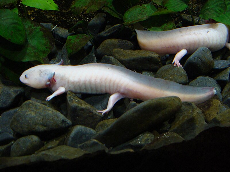 File:Ambystoma mexicanum.001 - Faunia.JPG