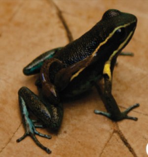 <i>Ameerega pulchripecta</i> Species of frog