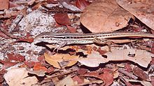 Ameivula ocellifera im Nationalpark Lençóis Maranhenses - ZooKeys-246-051-g005-H.jpeg