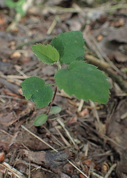 File:Amelanchier spicata kz06.jpg