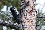 Thumbnail for File:American Three-toed Woodpecker (7458249212).jpg