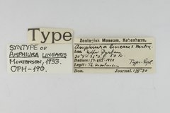 File:Amphiura linearis - OPH-000190 label.tif (Category:Echinodermata in the Natural History Museum of Denmark)