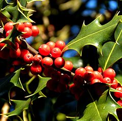 Category:Unidentified Ilex - Wikimedia Commons