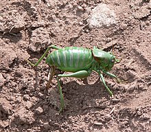 Anabrus simplex green form of female, ovipositing in soil. Anabrus simplex P1170553a.jpg