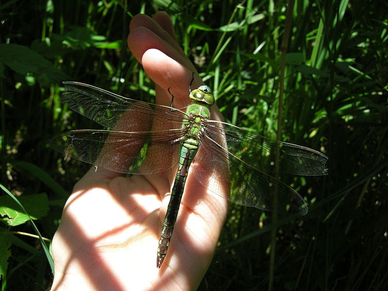 File:Anax imperator (2).jpg