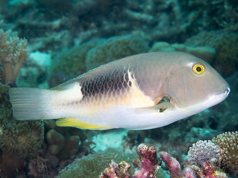 File:Anchor tuskfish (Choerodon anchorago) (46387010114).jpg