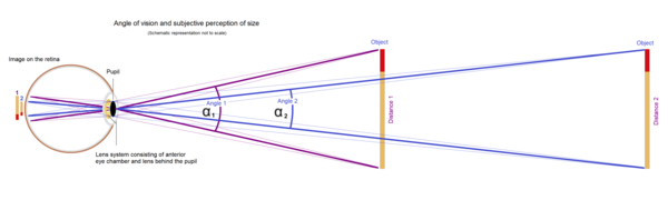 If an object is close to the eye, the visual angle is relatively large, therefore the object is projected large on the retina. If the same object is further away, the area on the retina onto which it is projected is reduced. Angle of view 4.png