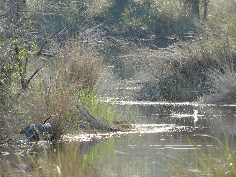 File:Anhinga Drying Feathers.JPG