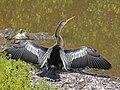 Anhinga anhinga, female