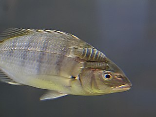 West coast seabream Species of fish