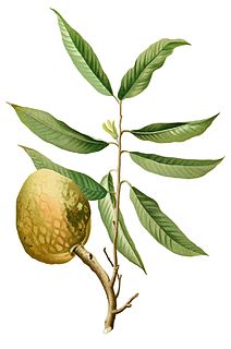 <i>Annona reticulata</i> species of plant