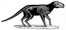 Anoplotherium.jpg